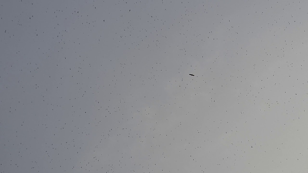 Azamgarh me gram Girdharpur tidiyo ka akharos