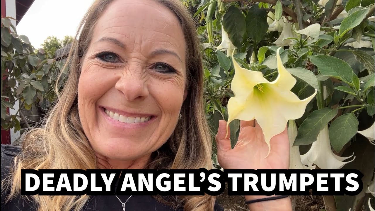 505 - Angel's Trumpet: The Beautiful Flower That Can Kill You