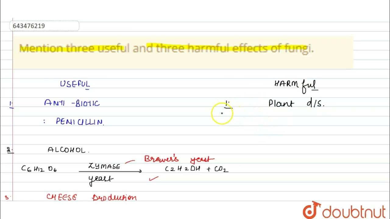 mention-three-useful-and-three-harmful-effects-of-fungi-7