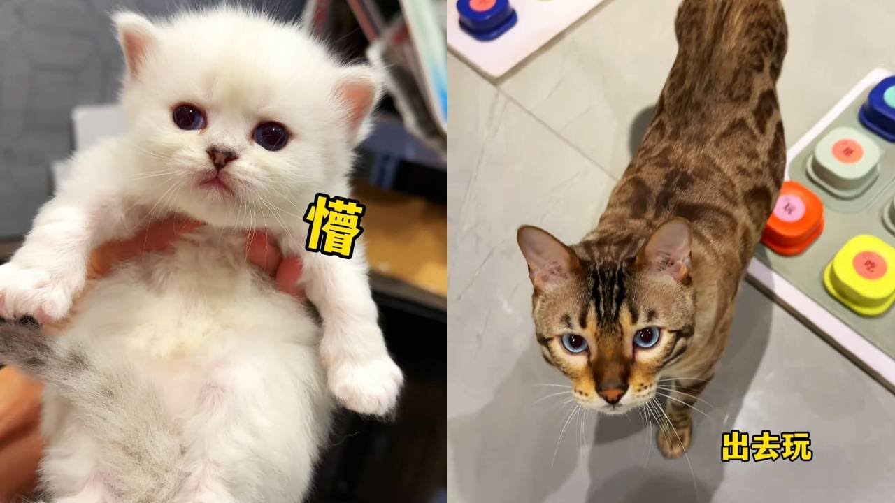 今天又是被八條罵的一天…說好了帶它出去玩，結果rua了小貓一整天#貓咪小院的日常 #八條 #貓咪小院