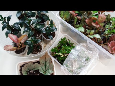 Комнатные цветы/ Адаптация растений к комнатным условиям