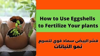 قشور البيض أقوى سماد طبيعي لتسريع نمو النباتات?والأزهار?سماد الكالسيوم ♻️  سماد greenfertilizer