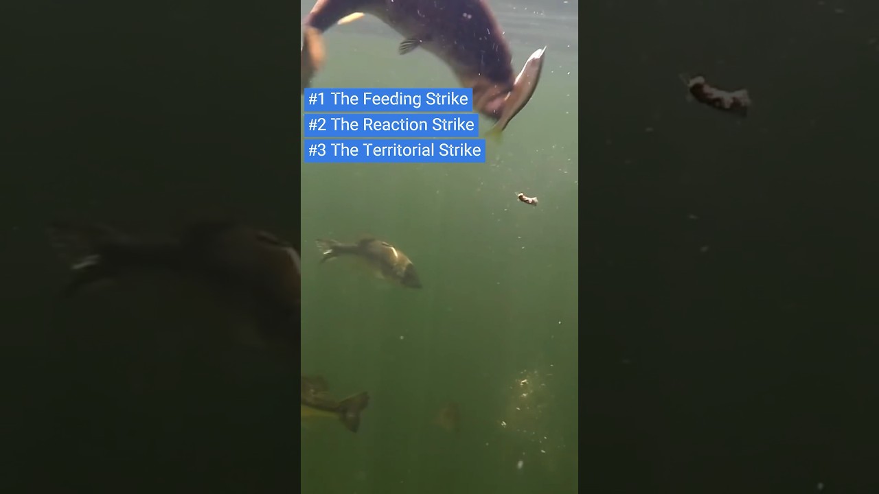 Why Fish Strike Lures & The Lures Color Factor 