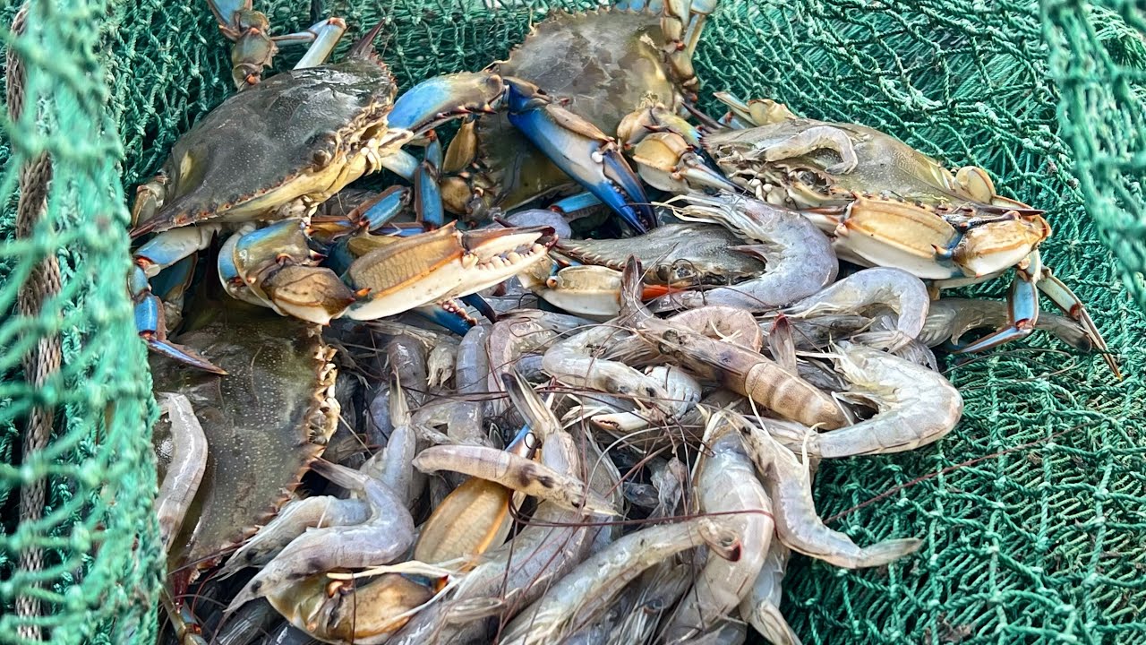 Традиционное траление креветок на побережье Луизианы