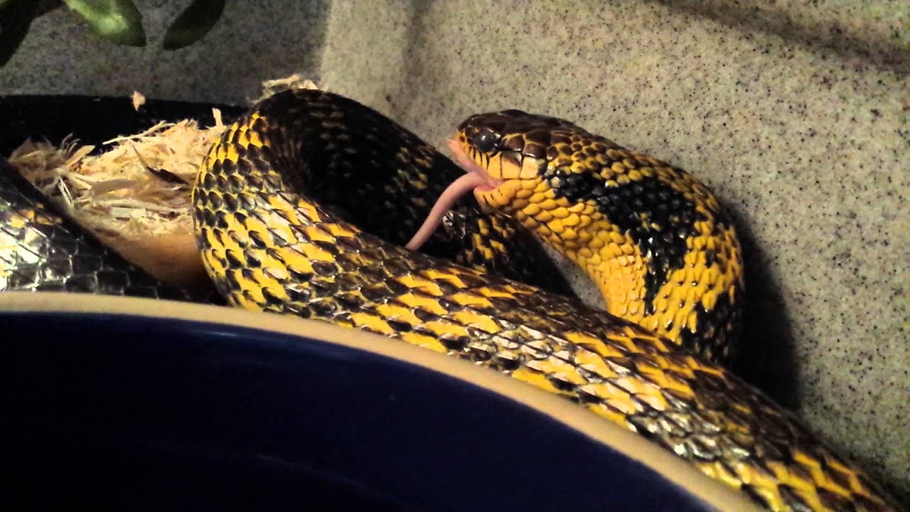 camera iphone 8 plus apk Spilotes sulphureus female eating (in full shed)