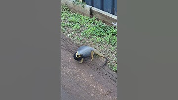 Wild Bearded Dragon in our Backyard