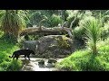 Chester Zoo Trip - (August 2017)