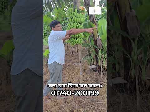 একটি গাছেই ২৭৫ পিস কলা! জি নাইনের ম্যাজিক ফলন দেখুন!