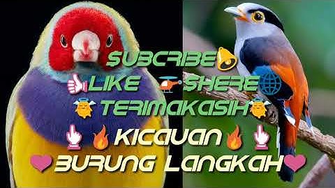 Belibis & Burung Linnet Masteran Dasyaaat