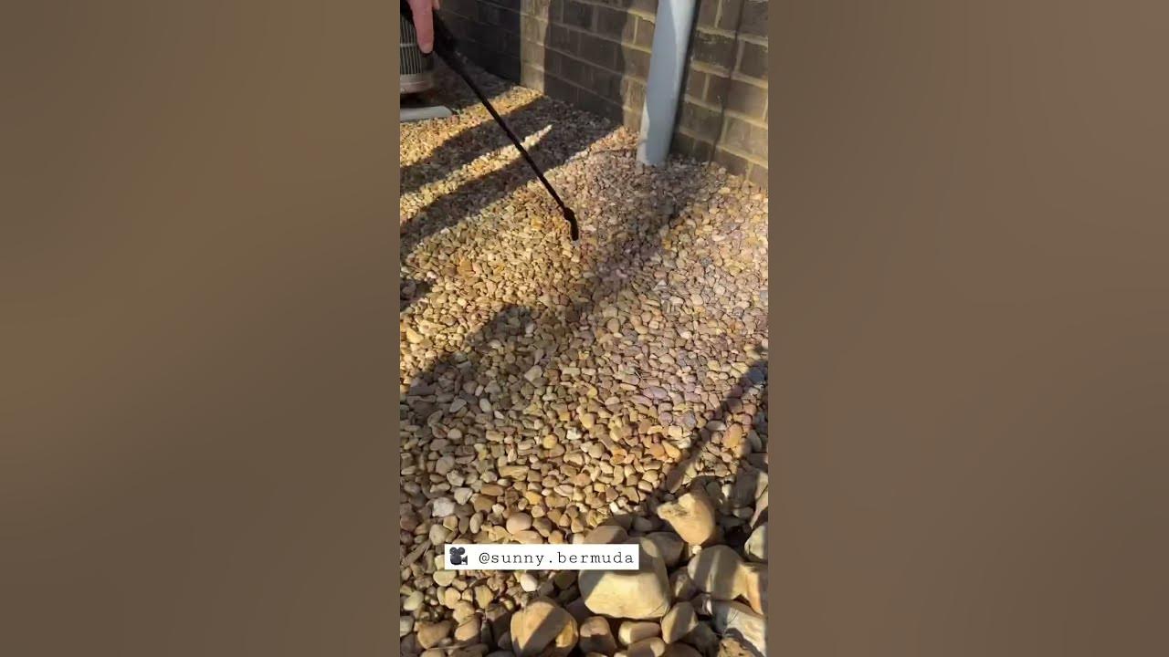 Mulch Glue on Pea Gravel (S4E3) » Sunny Bermuda