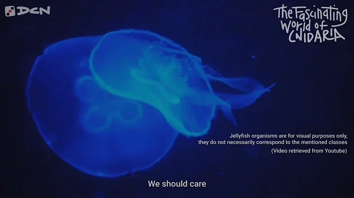 Introduction on Cnidarians (Royals Parody)