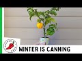 Growing Hot Peppers in a 12oz Can - KSLS - Seed to Harvest & Tasting! #winteriscanning2020