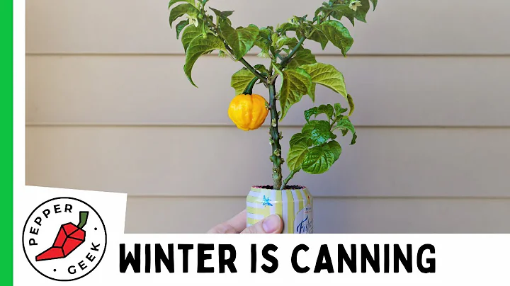 Growing Hot Peppers in a 12oz Can - KSLS - Seed to Harvest & Tasting! #winteriscanning2020 - DayDayNews