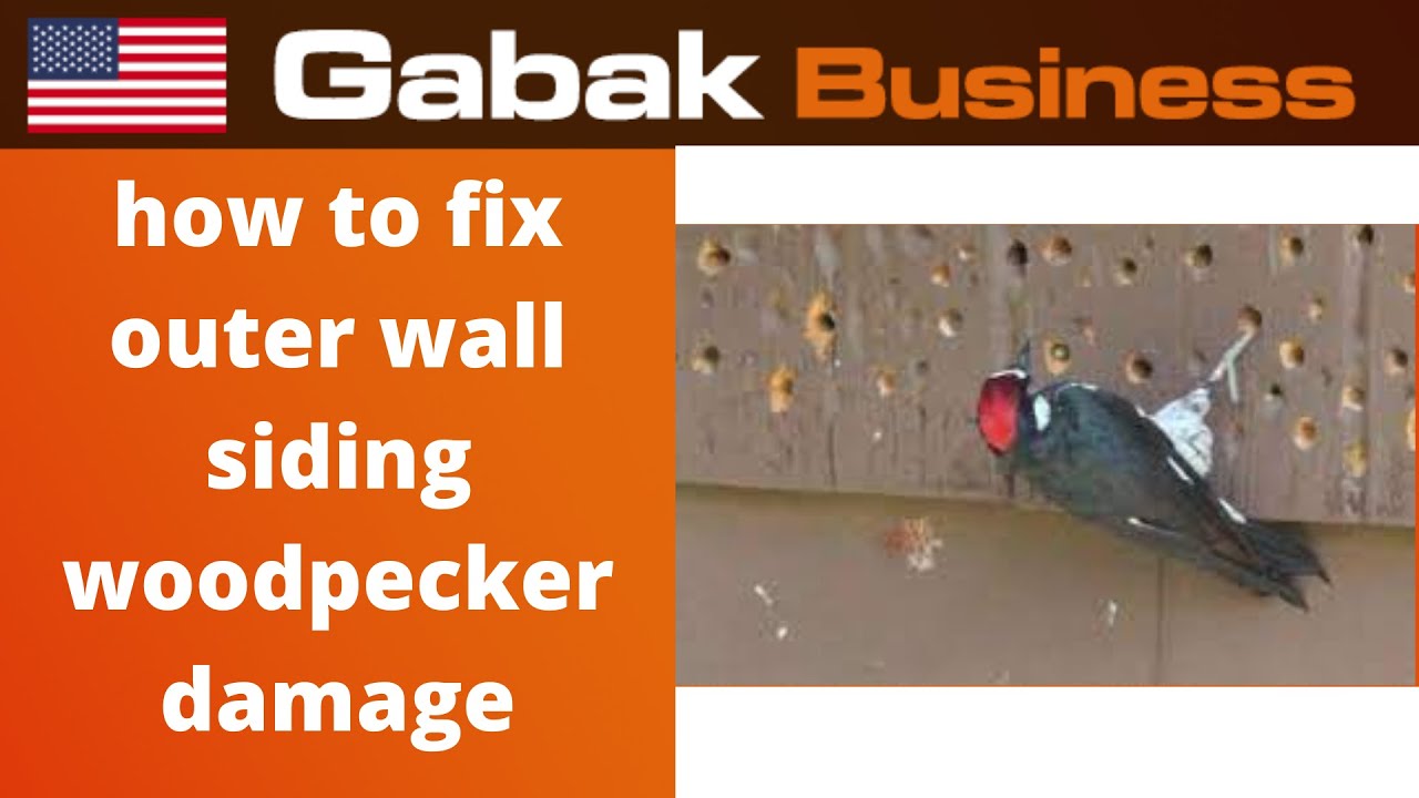 How To Fix Outer Wall Siding Woodpecker Damage Gabak Business how-to-fix-outer-wall-siding-woodpecker-damage-gabak-business