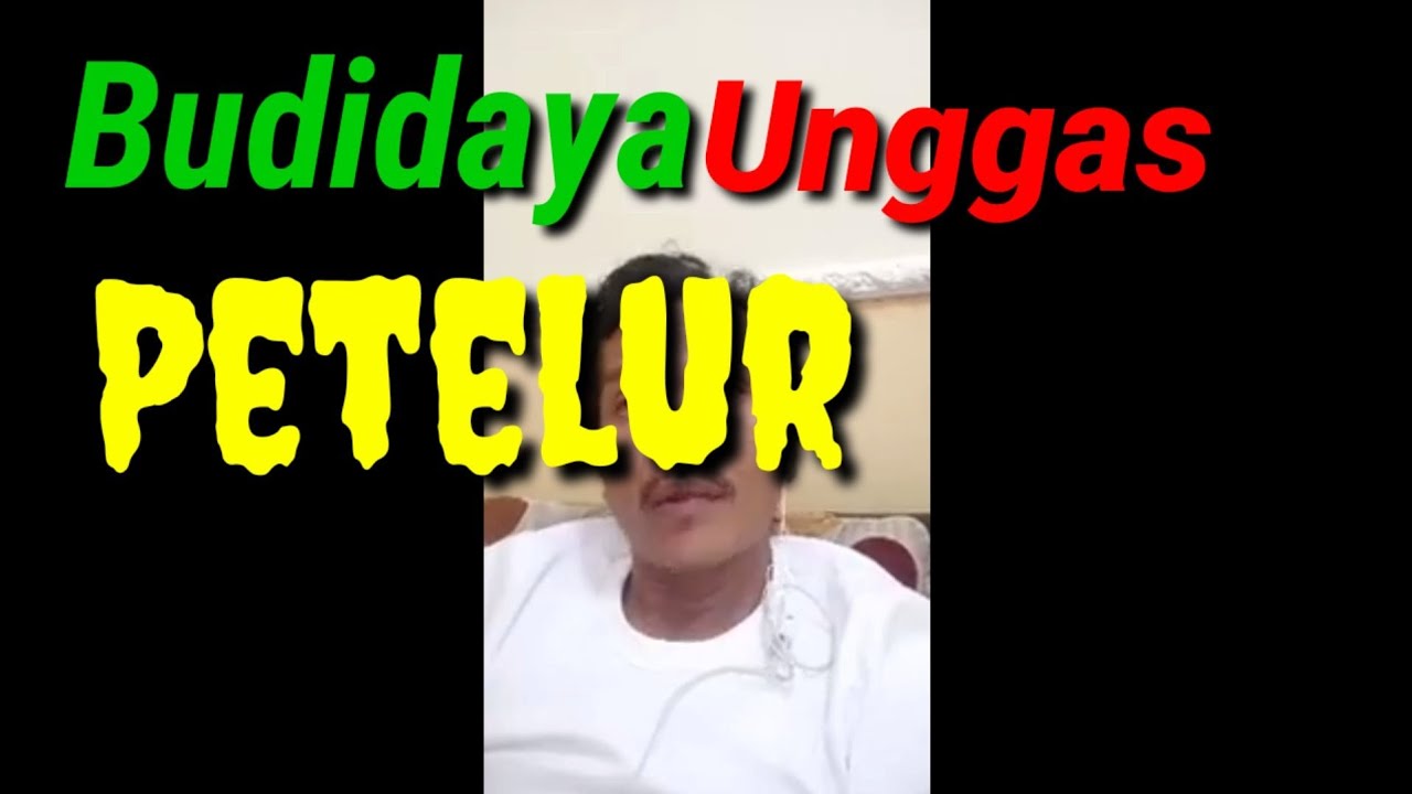 Budidaya unggas petelur by Ayah Manjel 
