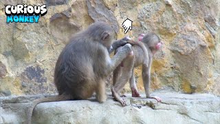 Mom Taking Care Of Baby Monkey