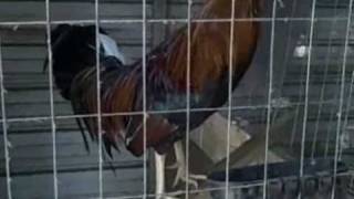HERMAN PINNON YL HATCH ROOSTER Oct 26 2008 - VID00006