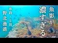 【野北漁港・海中映像・福岡県】やっぱり野北漁港は凄かった！5月の野北漁港は魚影が濃すぎて釣りが楽しい神釣り場認定です！#198 福岡釣部 in 福岡・糸島・佐賀・北九州・玄界灘・広島・岡山・瀬戸内海