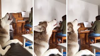 Dog Sings Along To Owners Playing Piano