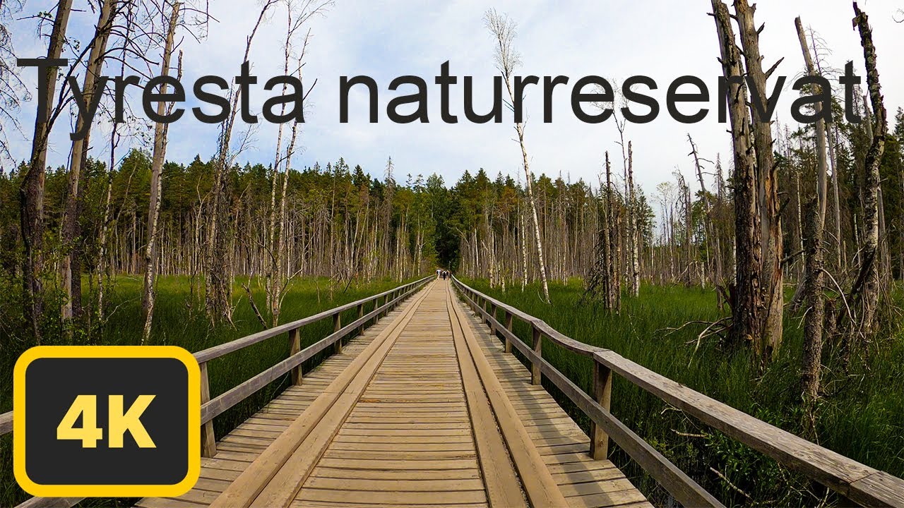 4K virtual forest walk in Tyresta naturreservat, near Stockholm.Part 1-2.The relaxing feel of nature