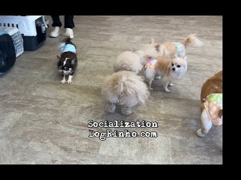 Dog daycare in Japan DogRinho 犬の保育園 20260207 - YouTube