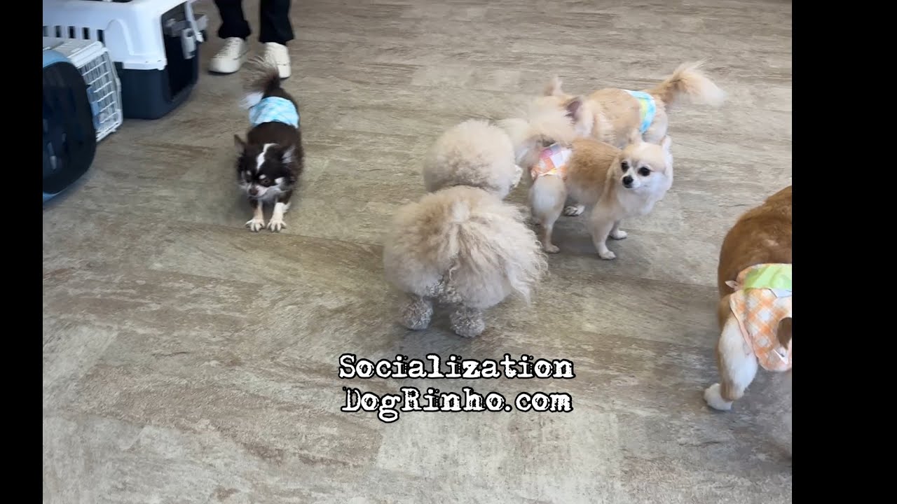 Dog daycare in Japan DogRinho 犬の保育園　20260207