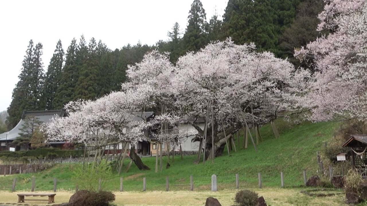 ウロコは桜の花びら 国天然記念物 臥龍桜 が満開 岐阜 高山市 岐阜新聞web