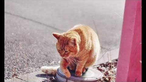 Rstudio: gganimate - Creating an animated plot for COVID-19