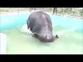 Elephants take a refreshing dip as heatwave grips India