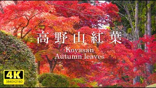 高野山の紅葉（和歌山県観光スポット）2022年11月見ごろです。