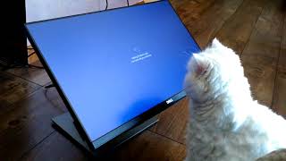 Cat's patience in work with computer