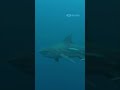 Freediving in Florida Springs #diving #natgeo #freediving