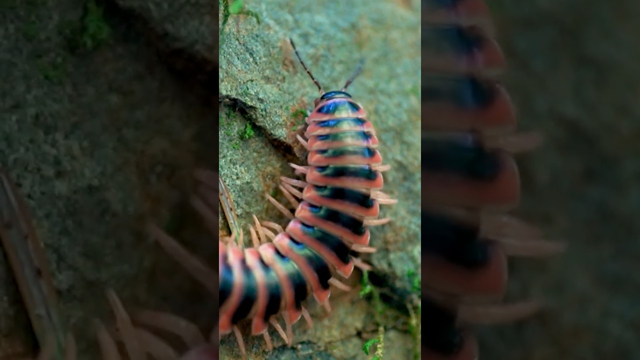 Centipedes have been hunting for over 400 million years