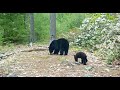 Browning Trail Cam Videos-June 2021