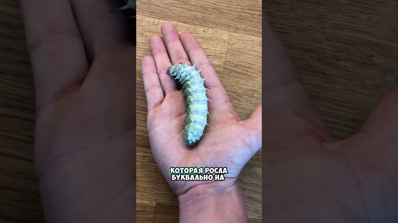 Нашел маленькое яйцо 😮 