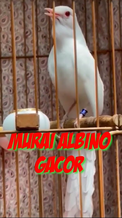 Murai Albino Gacor