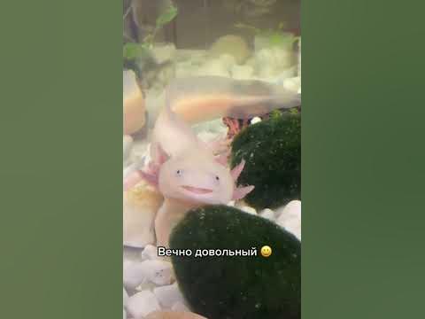 Счастливый Аксолотль #axolotl #аксолотль #майнкрафт - YouTube