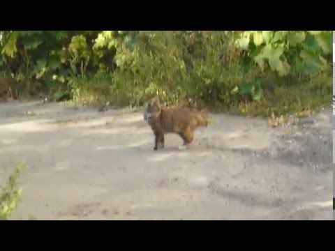 Кошка породы Курильский бобтейл 1 год Kurilian bobtail