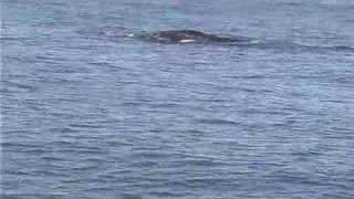 A Day with the Whales