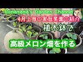 【家庭菜園】プランターで楽々栽培　#メロン栽培　#野菜作り　#ハーブ