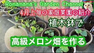 【家庭菜園】プランターで楽々栽培　#メロン栽培　#野菜作り　#ハーブ