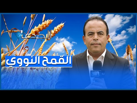 القمح النووي صنف جديد هيقلل من استيرادنا للقمح من ابتكار علماء هيئة الطاقة النووية