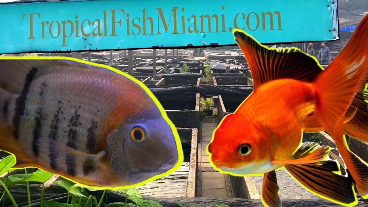 The Most Unique Fish Store that I Have Ever Seen! Neighborhood Fish