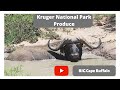 Massive Cape Buffalo Bulls in the Kruger National Park