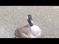 most unfriendly canadians ever , when geese attack