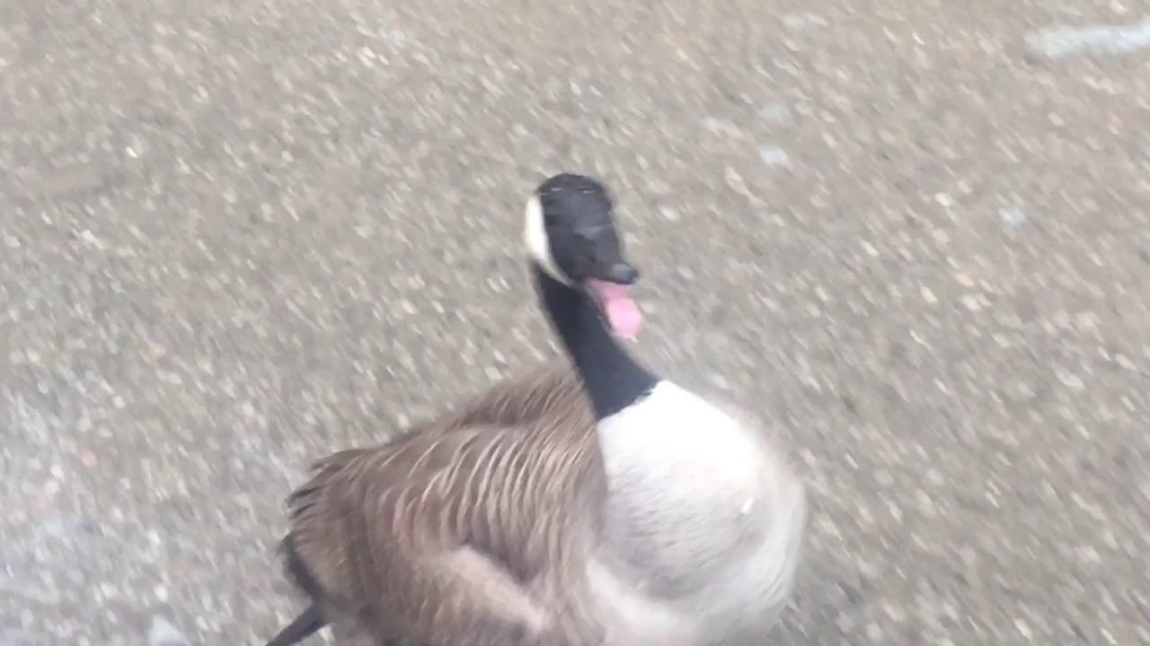 Most Unfriendly Canadians Ever , When Geese Attack