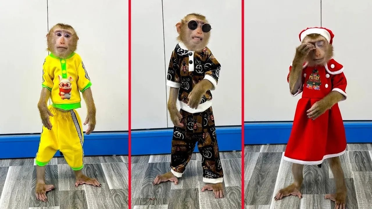 Monkey Kaka confidently wears the beautiful clothes his mom bought