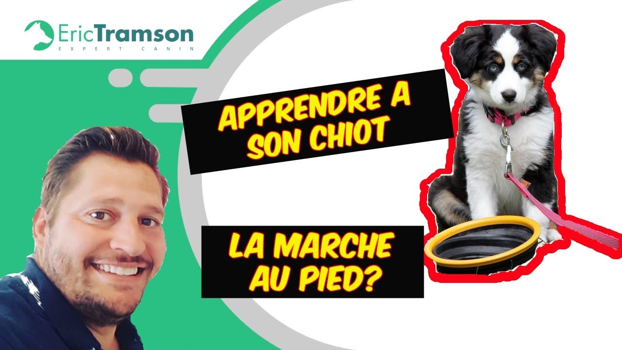 # 13 des tendances COMMENT APPRENDRE A SON CHIOT LA MARCHE AU PIED? - YouTube