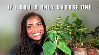 If I Could Only Choose One | Syngoniums