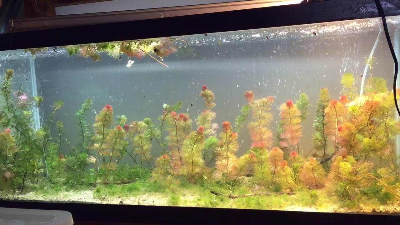 75 gallon kitty litter cabomba guppy aquarium YouTube
